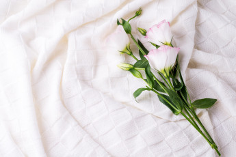 Картинка цветы эустома цветок ткань