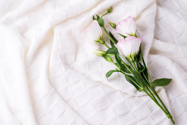 Обои картинки фото цветы, эустома, цветок, ткань