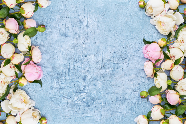 Обои картинки фото цветы, пионы, бутоны