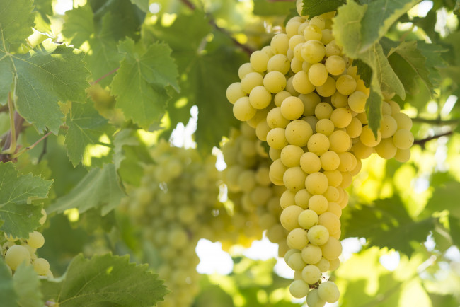 Обои картинки фото природа, ягоды,  виноград, виноград, гроздь