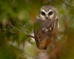 Картинка животные совы взгляд сова птица ветка боке сыч