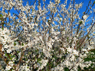 Картинка 11 04 2022 цветы цветущие+деревья+ +кустарники весна