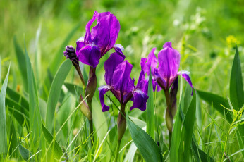 обоя цветы, ирисы, лиловые, трава