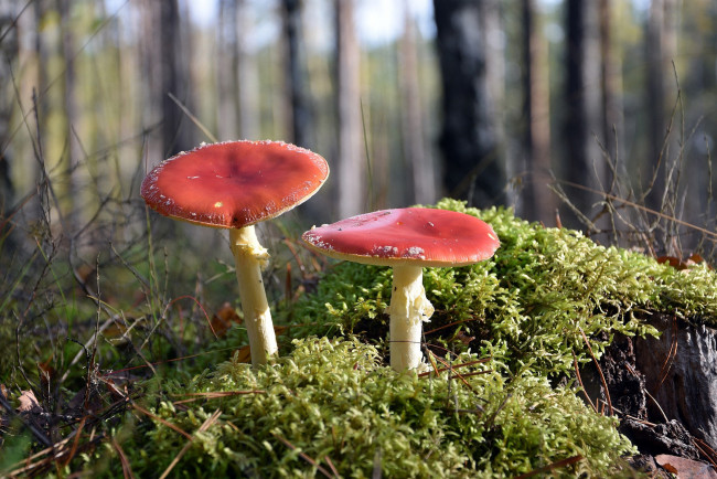 Обои картинки фото природа, грибы,  мухомор, дуэт, мухомор, мох
