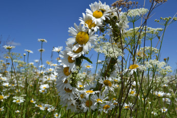 Картинка цветы ромашки венок