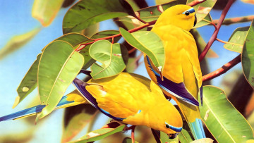 обоя 295475, рисованное, животные,  птицы,  попугаи, птица, попугай