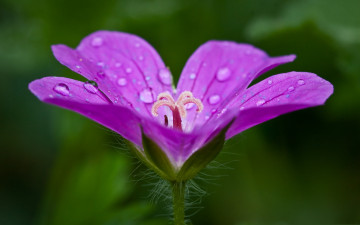 Картинка цветы луговые+ полевые +цветы макро