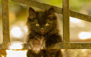 Картинка животные коты кот кошка