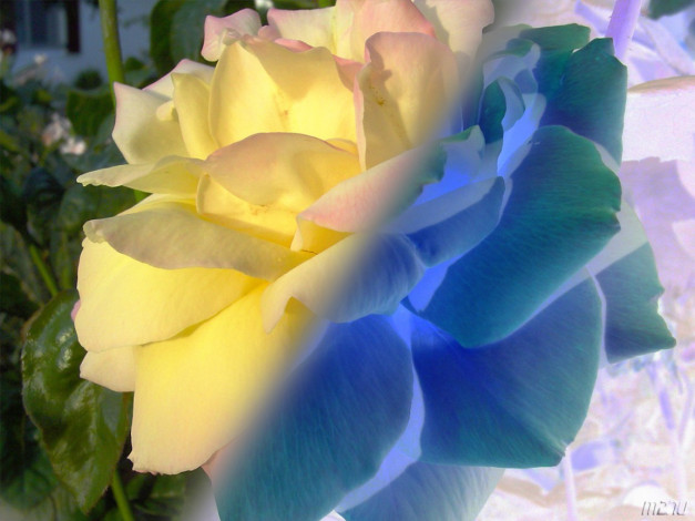 Обои картинки фото цветы, розы