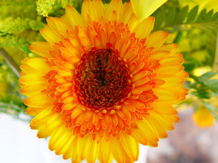 Картинка цветы