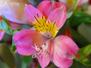 Картинка цветы альстромерия