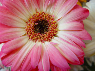 Картинка цветы герберы