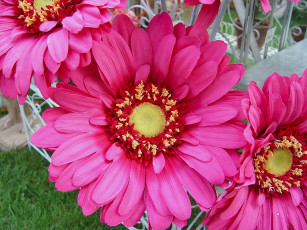 Картинка цветы герберы