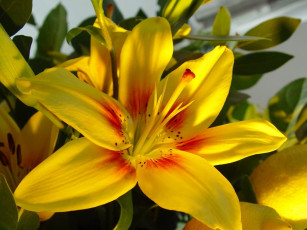 Картинка цветы лилии лилейники