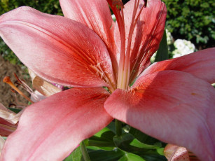 Картинка цветы лилии лилейники