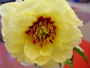 Картинка цветы портулак