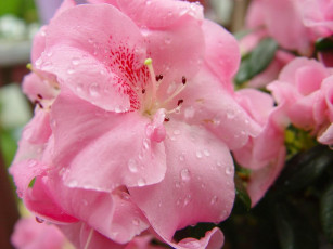 Картинка цветы рододендроны азалии