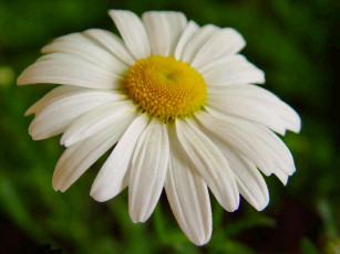Картинка цветы ромашки