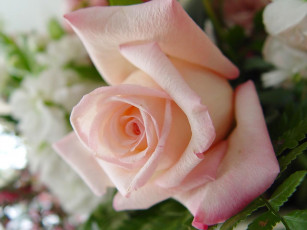 Картинка цветы розы