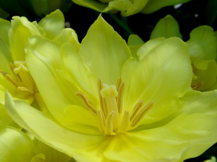 Картинка цветы тюльпаны