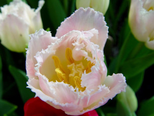 Картинка цветы тюльпаны