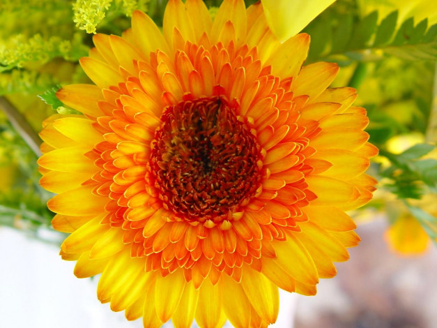 Обои картинки фото цветы