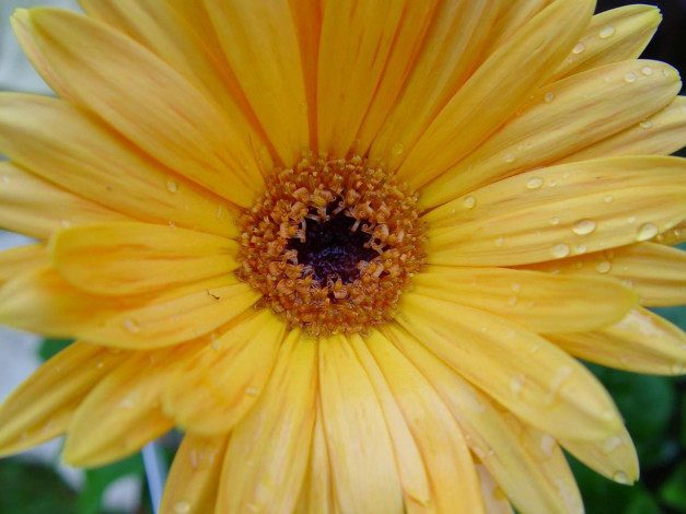 Обои картинки фото цветы, герберы