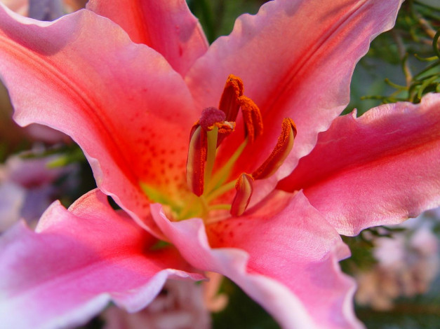 Обои картинки фото цветы, лилии, лилейники