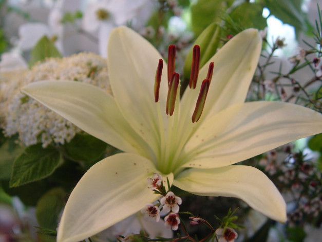 Обои картинки фото цветы, разные, вместе