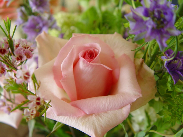 Обои картинки фото цветы, разные, вместе