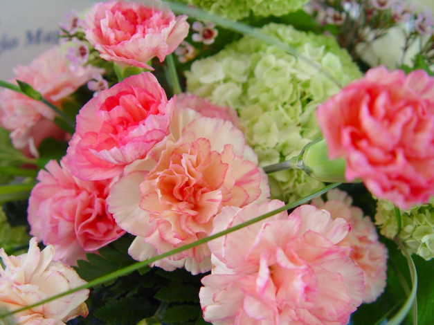 Обои картинки фото цветы, разные, вместе