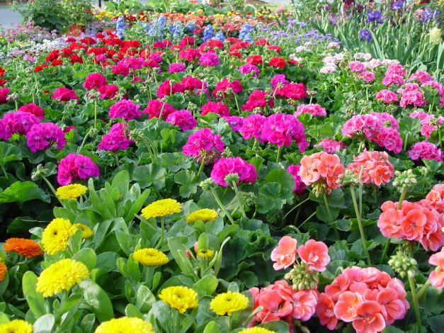 Обои картинки фото цветы, разные, вместе