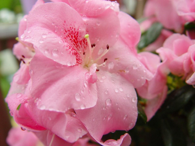 Обои картинки фото цветы, рододендроны, азалии