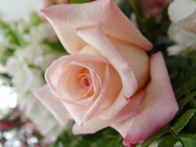 Обои картинки фото цветы, розы