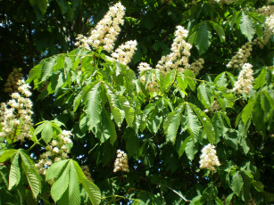 Картинка каштан цветы цветущие деревья кустарники