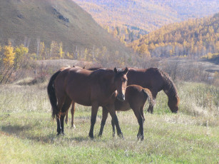 Картинка лошади животные