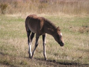 Картинка лошади животные