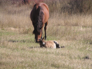 Картинка лошади животные