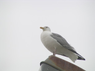 Картинка птицы животные Чайки бакланы крачки