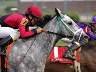 Картинка спорт конный