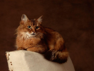 Картинка животные коты