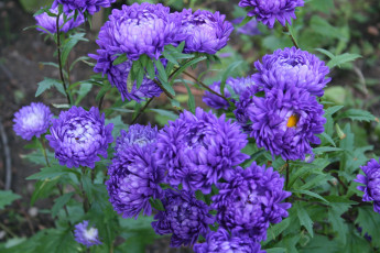 Картинка цветы астры