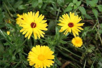 Картинка цветы календула