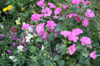 Картинка цветы разные вместе