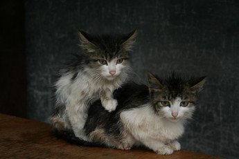 Картинка нет дома животные коты