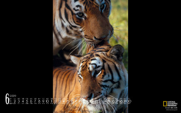 обоя календари, животные