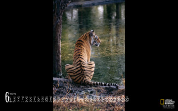 обоя календари, животные