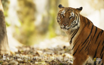 обоя календари, животные