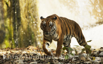 обоя календари, животные