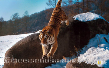 обоя календари, животные